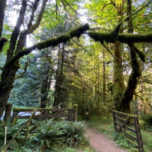 A trail passes underneath maple trees.