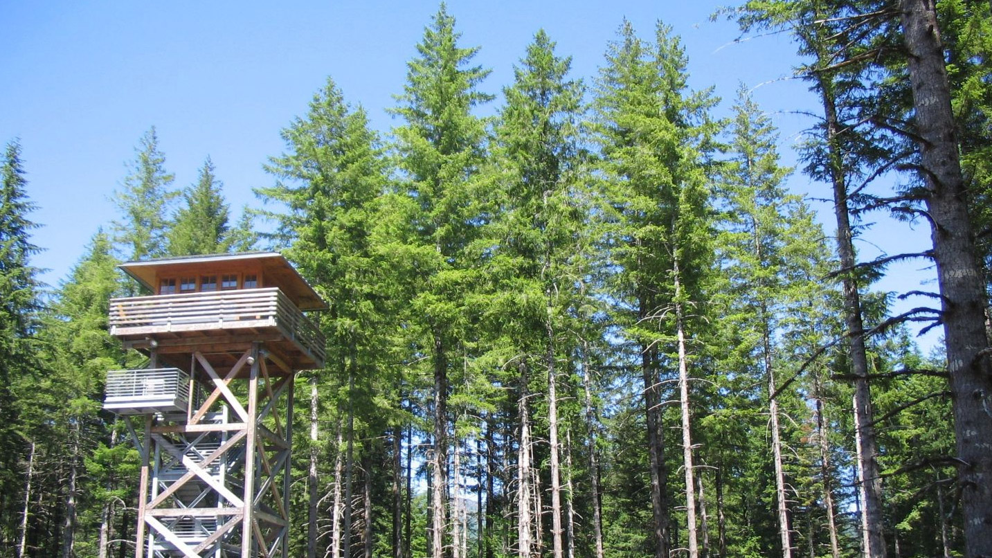 A grove of trees behind a fire lookout tower.