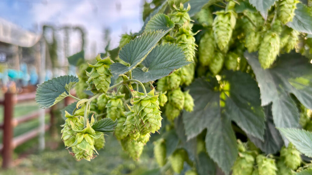 Behind the Scenes at TopWire Hop Project - Travel Oregon