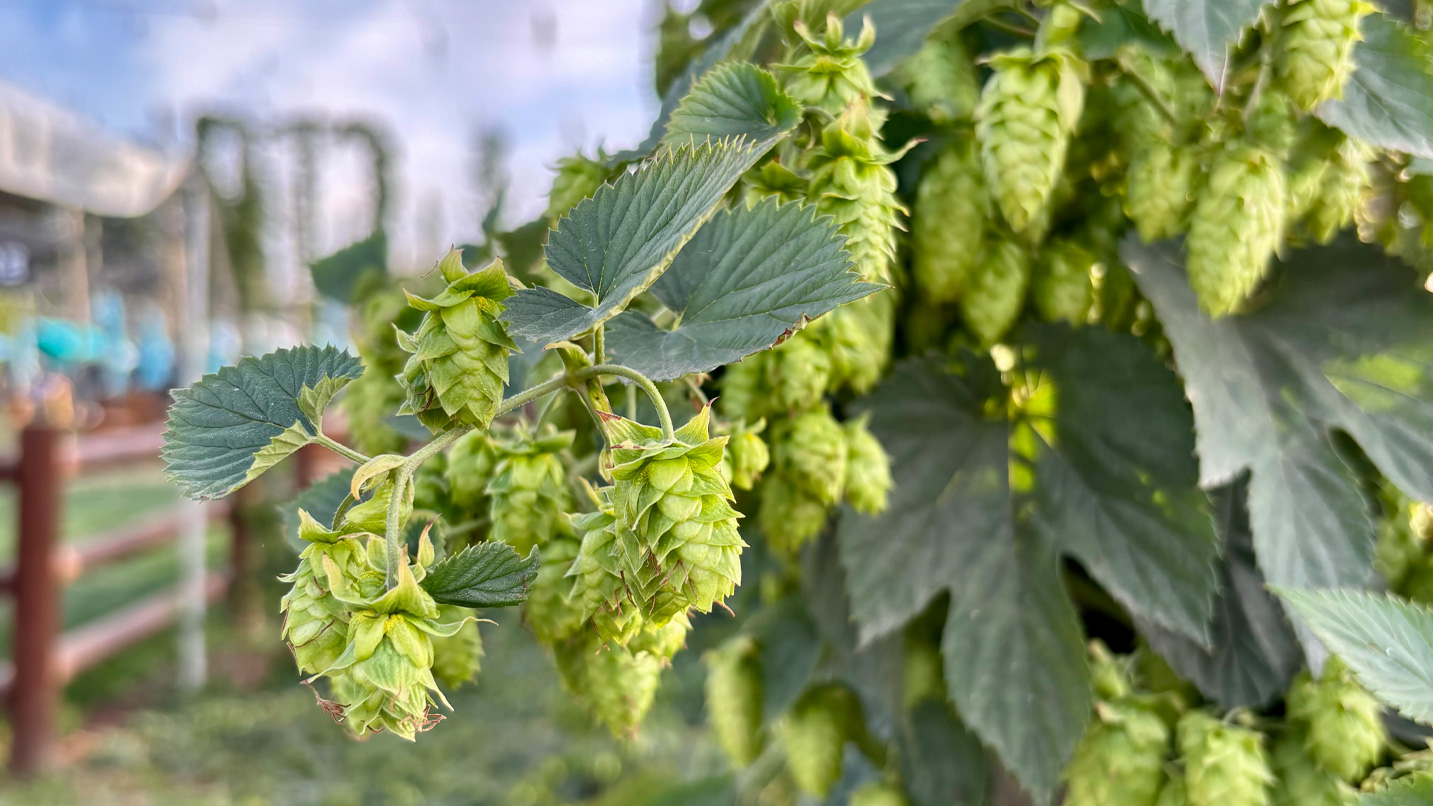 Closeup of hops growing on a vine.