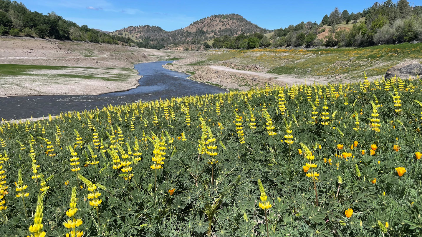 Bright yellow flowers grow on the wide banks of the river.