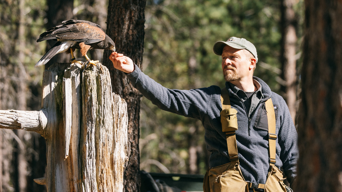 A trainer giving food to a raptor sitting on a stump outside.