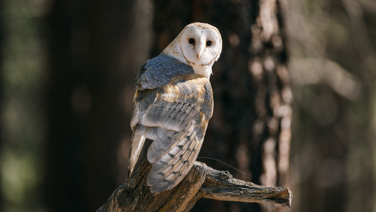 An owl outside on a branch.