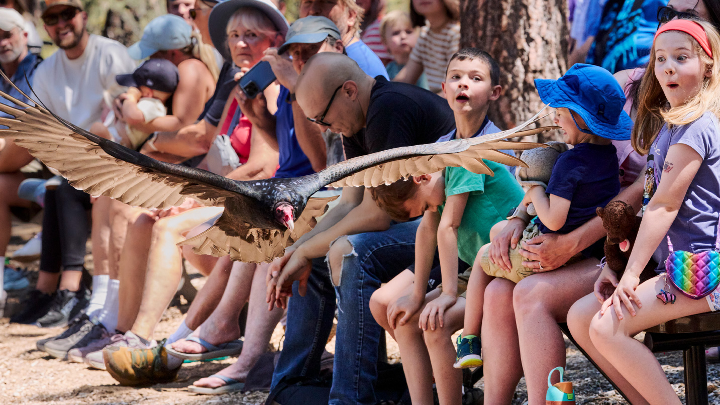 A raptor flies directly in front of a seated crowd.