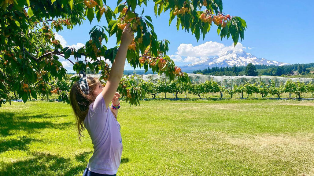 A young girl reaches up to pick cherries of a branch. Mt. Hood is visible in the distance.