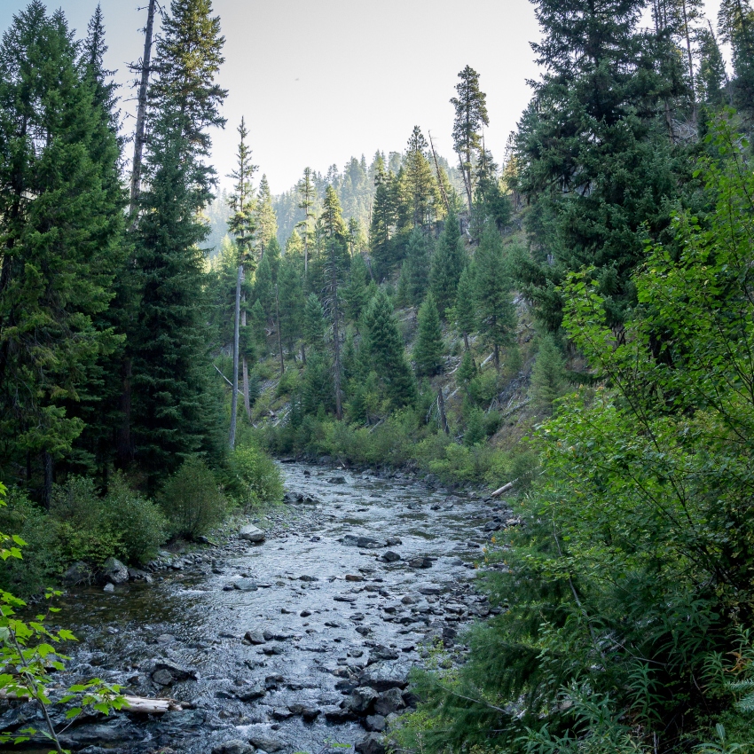 Calm river with rocks surrounded by tall trees and blue sky