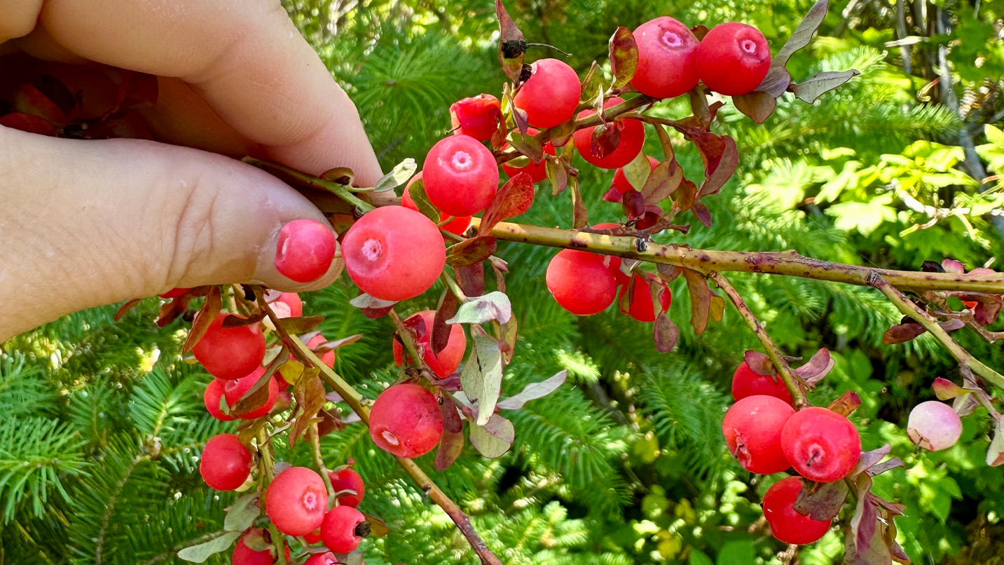 A hand grabs a branch of bright red berries against a bush