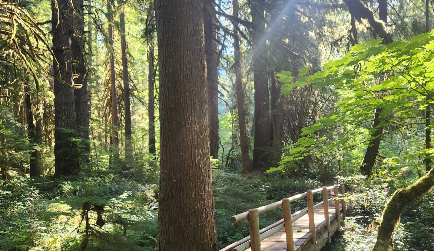 Log bridge across a forest floor with large trees and sunlight shining through