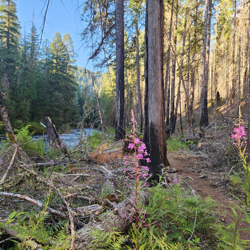 Purple flowers bloom in front of burned trees along a trail with a river on the side
