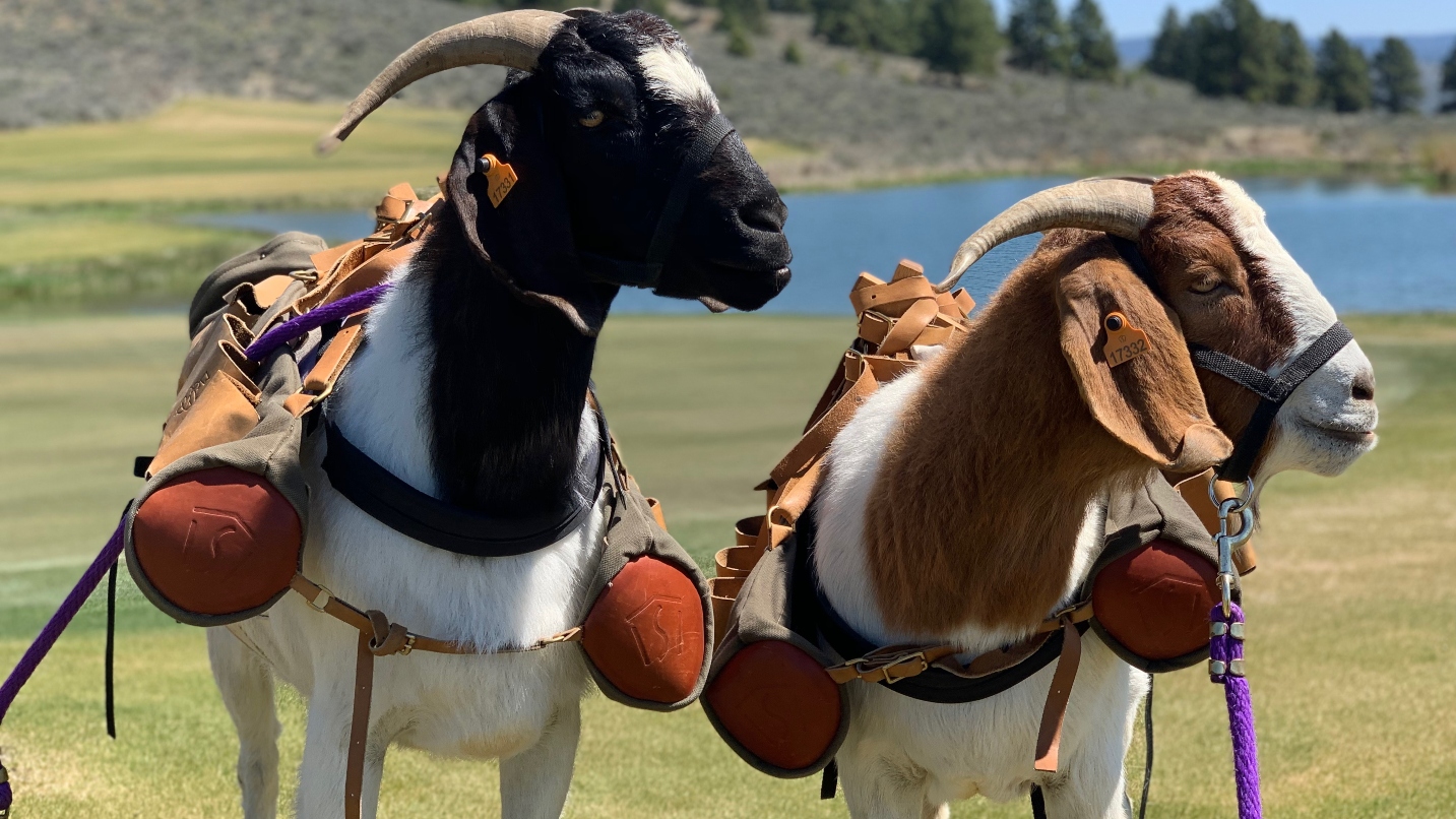 Two goats with horns wear leather bags, tags and leashes on a golf course with water in background.
