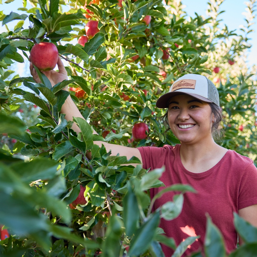 Woman with black hair, hat and red t-shirt smiles while picking red apples from a tall tree