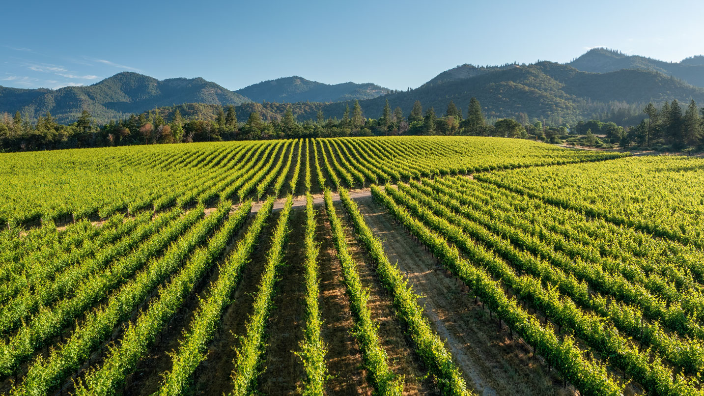 Rows of green vineyards with hills in the background.