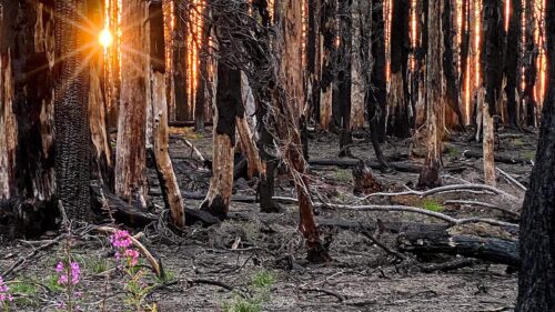 Sunlight shines through a burned forest with an orange-tinted sky in the background and purple wildflowers in the foreground.