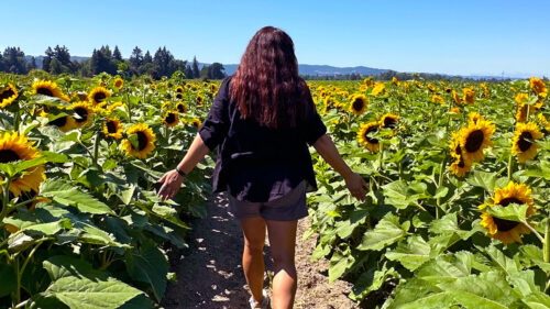 A woman walks through a sunflower field.