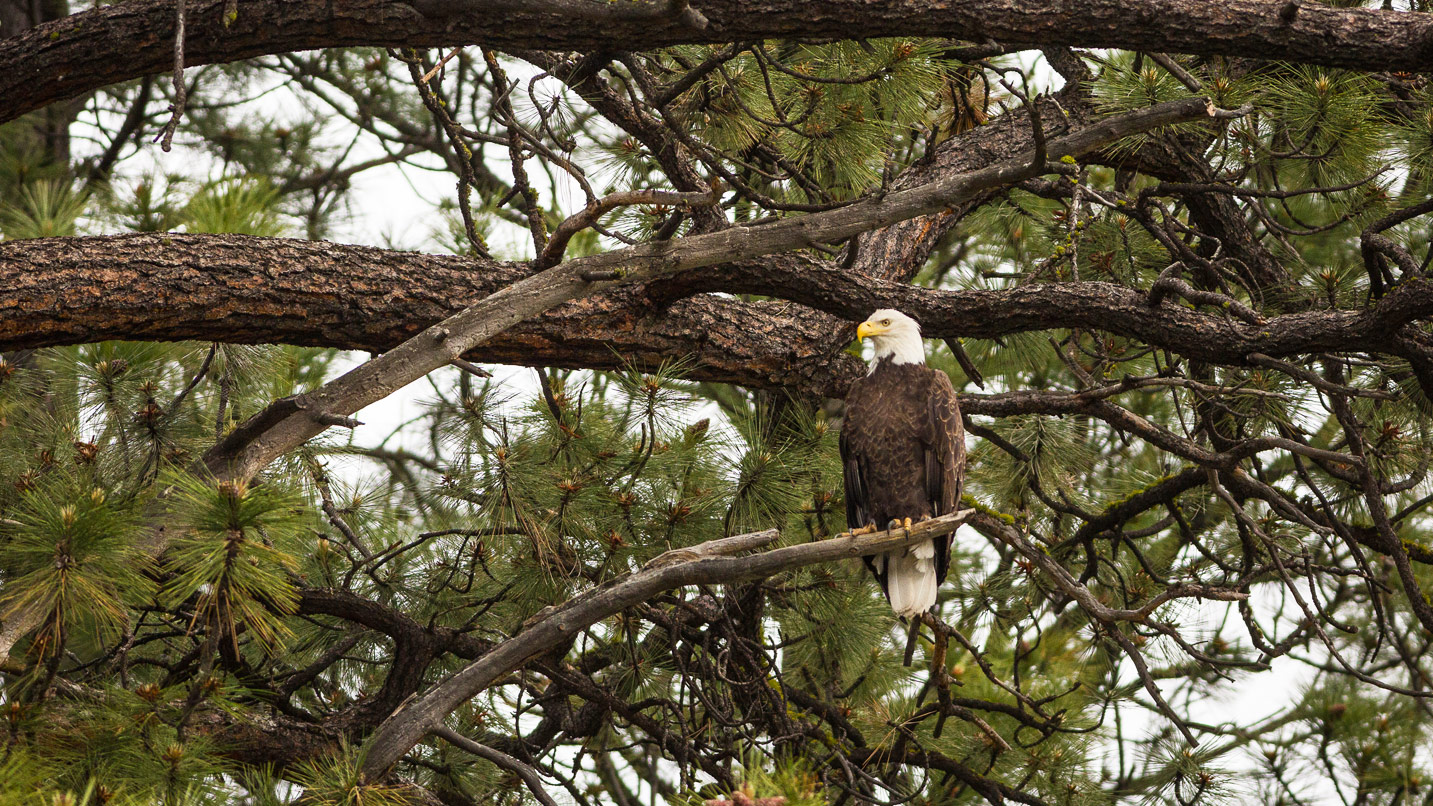 A bald eagle perched on a branch of an evergreen tree.