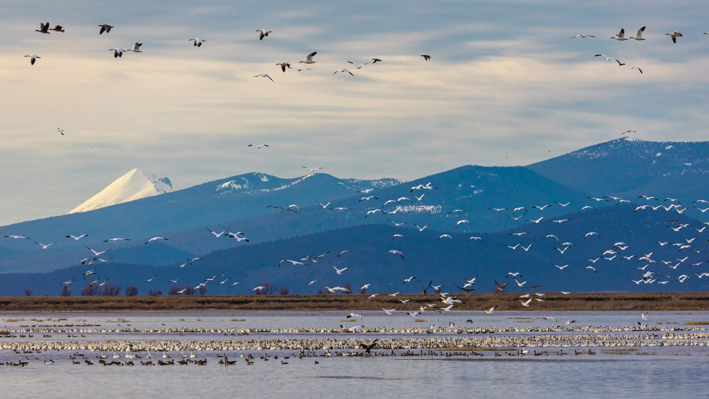 About 100 or more migratory bids in flight or sitting in the water of a lake, surrounded by forested mountains.