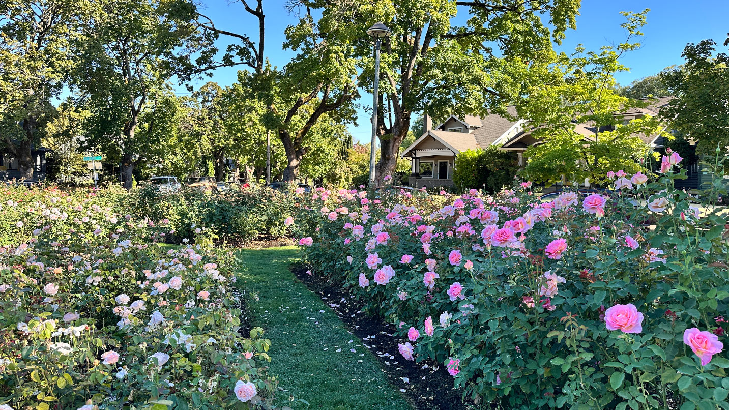 Several rose bushes in bloom in the residential neighborhood of Ladd's Addition.